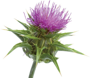 MilkThistle_300