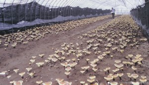 Reishi_Farm1