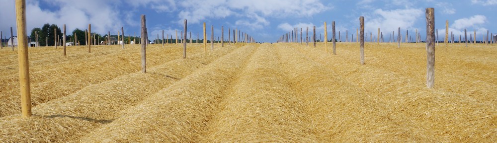 Wisconsin Ginseng Garden