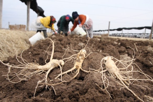 Harvest ginseng