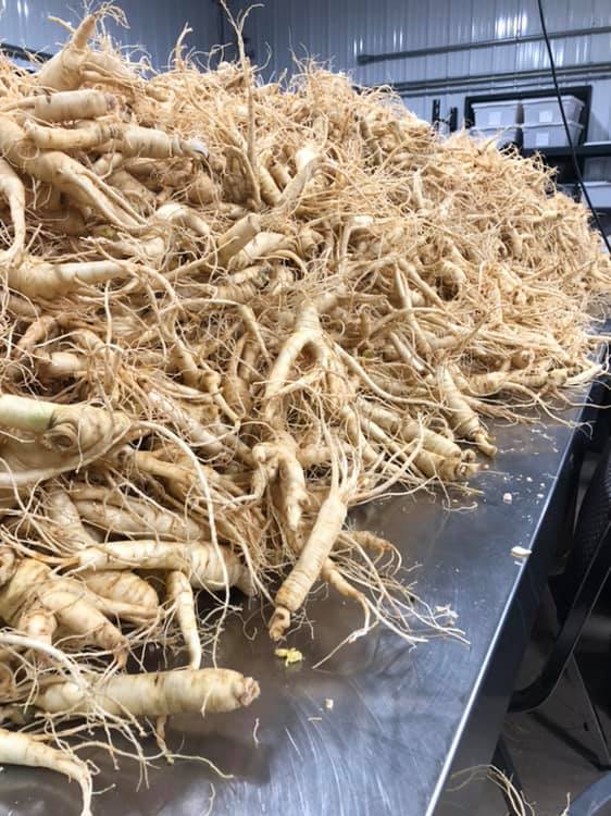 59454571_2413779808845343_2249024642041774080_n